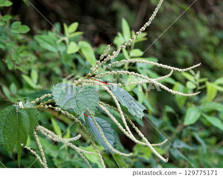 蕁麻科亞布毛多年生植物 129775171