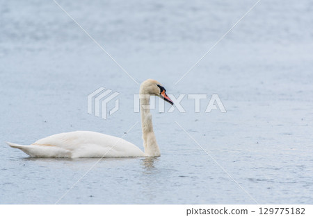 Graceful white Swan swimming in the lake, swans in the wild. Portrait of a white swan swimming on a lake. 129775182