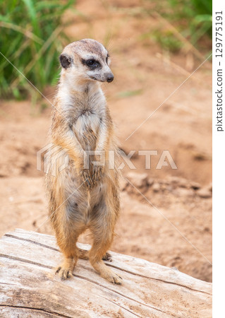 Meerkat, Suricata suricatta, on hind legs. Portrait of meerkat standing on hind legs with alert expression. Portrait of a funny meerkat sitting on its hind legs. 129775191
