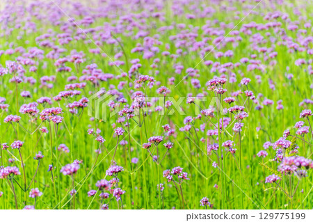Verbena bonariensis flowers, Argentinian Vervain or Purpletop Vervain, Clustertop Vervain, Tall Verbena, Pretty Verbena, in garden 129775199