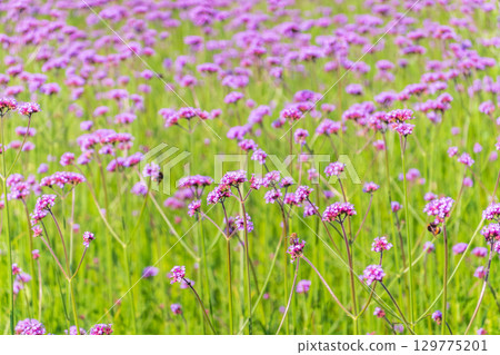Verbena bonariensis flowers, Argentinian Vervain or Purpletop Vervain, Clustertop Vervain, Tall Verbena, Pretty Verbena, in garden Verbena bonariensis flowers, Argentinian Vervain or Purpletop Vervain, Clustertop Vervain, Tall Verbena, Pretty Verbena, in garden 129775201