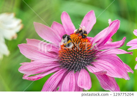 A closeup shot of a bee collecting pollen on a purple echinacea flower 129775204