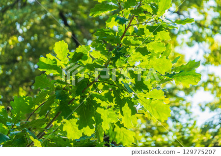 Green oak leaves background. Plant and botany nature texture. green oak leaves in woods Green oak leaves background. Plant and botany nature texture. green oak leaves in woods 129775207