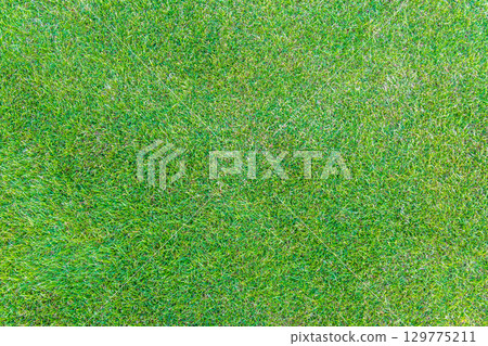 Green grass texture. Field of green grass, a lawn in spring. Background of color grass. Closeup of a freshly mowed lawn, park. Sports turf surface. 129775211