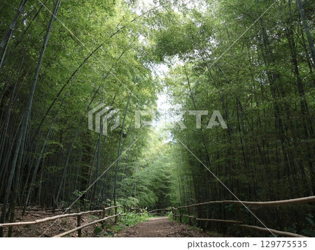 大高竹地公園的竹林 大高竹地公園的竹林 129775535