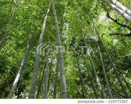 大高竹地公園的竹林 大高竹地公園的竹林 129775567