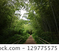 Bamboo forest at Otaka Takuchi Park Bamboo forest at Otaka Takuchi Park 129775575