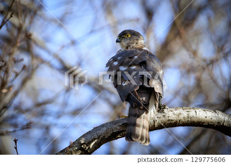 A small bird of prey, the Japanese sparrowhawk, which has been used for falconry in recent years. A small bird of prey, the Japanese sparrowhawk, which has been used for falconry in recent years. 129775606