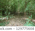 Bamboo forest at Otaka Takuchi Park Bamboo forest at Otaka Takuchi Park 129775608
