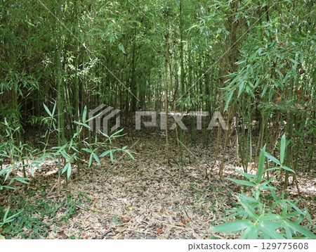 Bamboo forest at Otaka Takuchi Park Bamboo forest at Otaka Takuchi Park 129775608