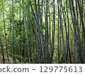 Bamboo forest at Otaka Takuchi Park Bamboo forest at Otaka Takuchi Park 129775613