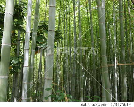 大高竹地公園的竹林 129775614