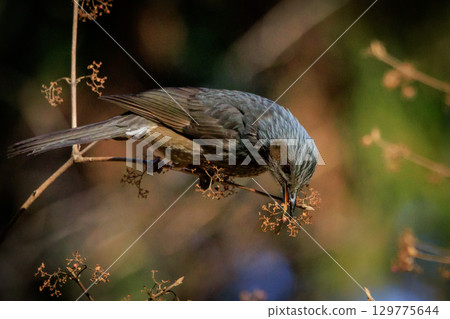 Bulbul, a rare bird that is familiar in Japan but overseas to be lively and conspicuous 129775644