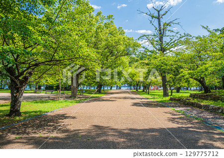 滋賀縣大津市膳瀨城跡公園的夏天 129775712