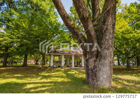Summer at Zeze Castle Ruins Park, Otsu City, Shiga Prefecture 129775717