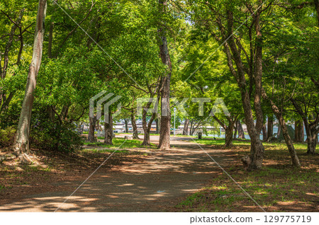 Summer at Zeze Castle Ruins Park, Otsu City, Shiga Prefecture 129775719