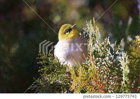 A white-eye bird with a beautiful green body and white glasses that can be mistaken for a warbler. 129775743