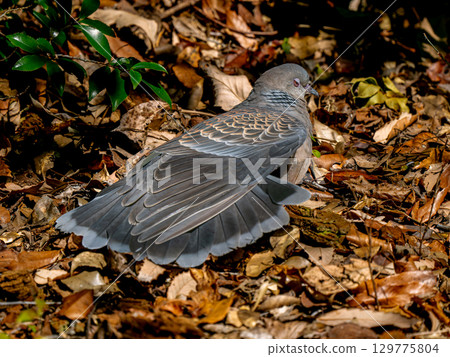 Kijibat走在地上 Kijibat走在地上 129775804