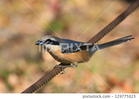 Shrike famous for Hayani 129775823