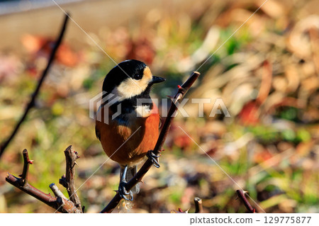 Varied tit, a dexterous bird that imitates singing and performs tricks Varied tit, a dexterous bird that imitates singing and performs tricks 129775877