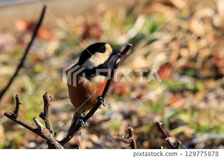 Varied tit, a dexterous bird that imitates singing and performs tricks Varied tit, a dexterous bird that imitates singing and performs tricks 129775878