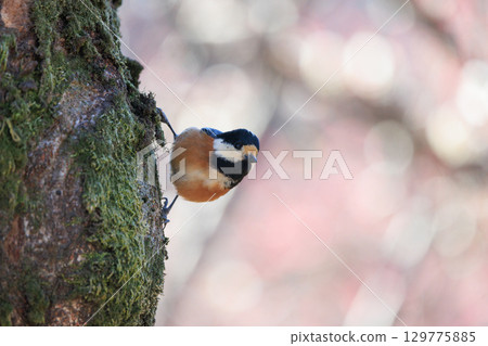 Varied tit, a dexterous bird that imitates singing and performs tricks 129775885
