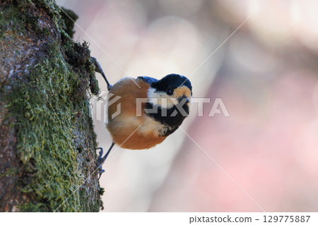Varied tit, a dexterous bird that imitates singing and performs tricks Varied tit, a dexterous bird that imitates singing and performs tricks 129775887