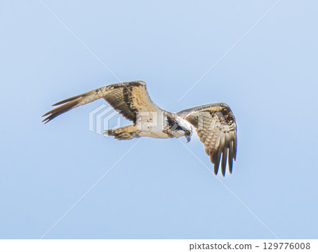 Flying flying in the sky 129776008