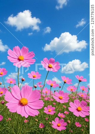 Cosmos and blue sky 129776185