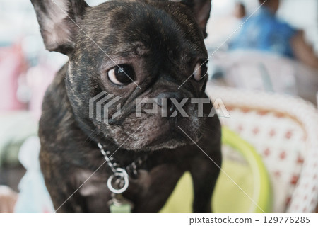 法國鬥牛犬 129776285