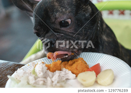 French bulldog French bulldog 129776289