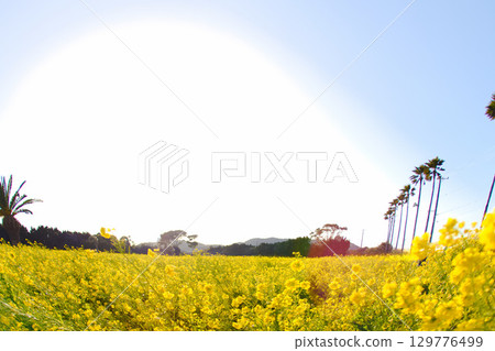 [Aichi Prefecture] Tahara City Irago Nanohana Garden 129776499