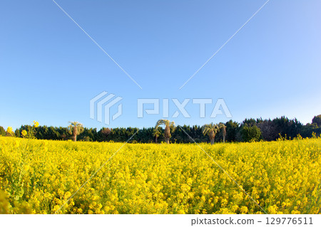 [Aichi Prefecture] Tahara City Irago Nanohana Garden 129776511