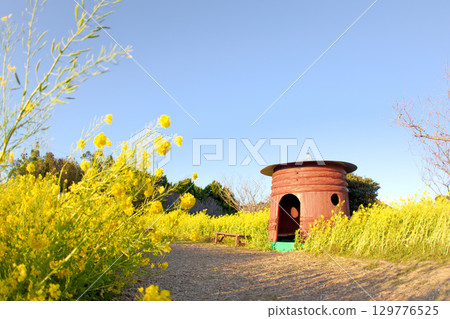 [Aichi Prefecture] Tahara City Irago Nanohana Garden 129776525
