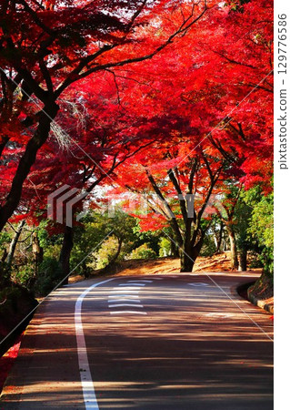 Autumn leaves of Nara Park Autumn leaves of Nara Park 129776586
