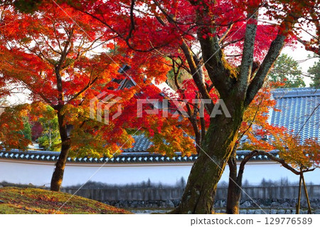 奈良公園秋葉 奈良公園秋葉 129776589