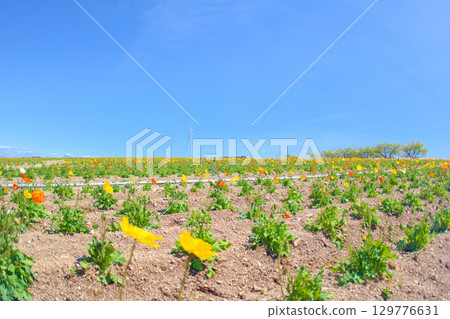 [Chita District] Poppies at Flower Plaza Tourist Farm 129776631