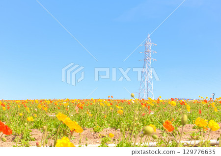 【赤塔縣】花卉廣場觀光農場的罌粟花 129776635