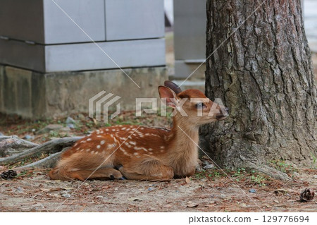 放寬小鹿 129776694