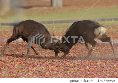 Stag Fight Stag Fight 129776696