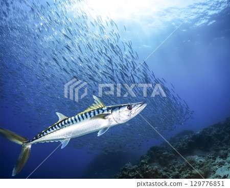 一群鯖魚在海裡游泳的圖片 一群鯖魚在海裡游泳的圖片 129776851