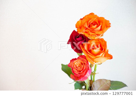 Red roses 129777001