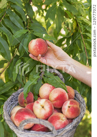 Peaches harvest 129777072
