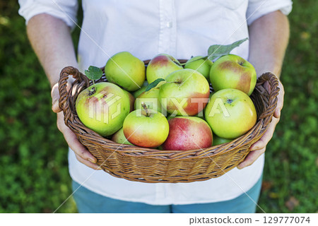 Apples harvest 129777074