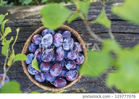Plums harvest 129777076