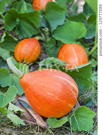 Hokkaido pumpkin red kuri squash 129777089