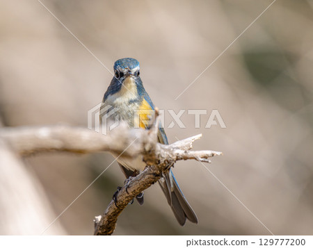 Ruribitaki在樹枝上捕捉 129777200