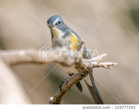 Ruribitaki在樹枝上捕捉 129777201