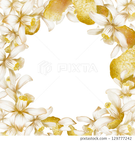 Square frame of blooming white lemon tree flowers,peel,zest spirals and curls-fragrant garnish for menu,refreshing cocktails fresh,for recipes,bars,food.Watercolor illustration isolated on white 129777242