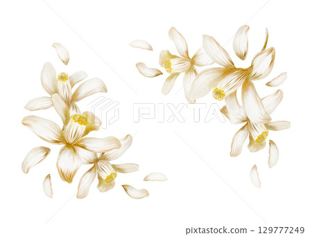 Corner frame of blooming white lemon tree flowers as a symbol of purity and renewal,sunny southern vibes,relaxing holiday mood.Hand-painted illustration in watercolor isolated on white 129777249